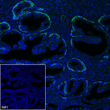 TFAM Recombinant Rabbit mAb