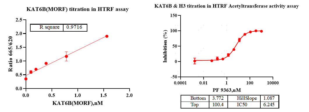 KAT6B Protein, Human