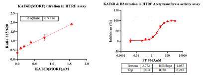 KAT6B Protein, Human
