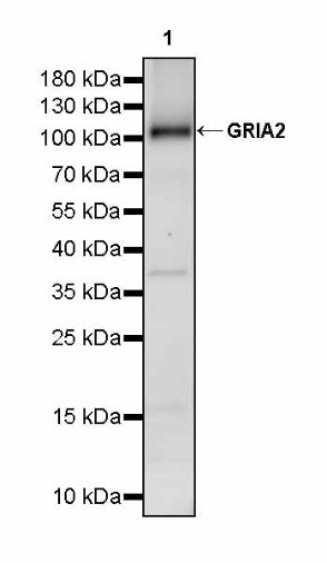 GRIA2 Rabbit Polyclonal Antibody