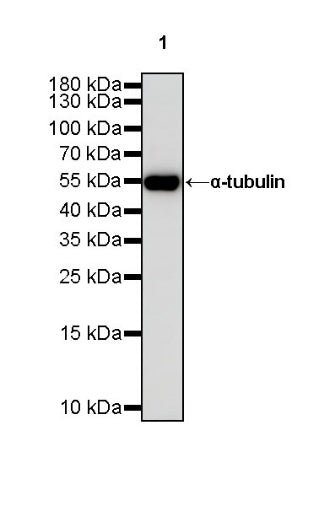 α-tubulin Recombinant Mouse mAb (S-364-23HL)