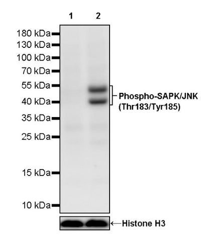 Phospho-SAPK/JNK (Thr183/Tyr185) Recombinant Rabbit mAb (S-3537)