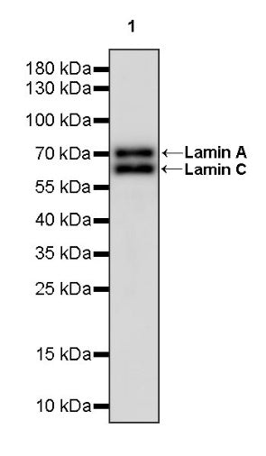 Lamin A/C Recombinant Rabbit mAb (HRP Conjugate) (S-950-164)