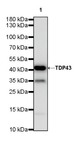 TDP43 Recombinant Rabbit mAb (S-R354)