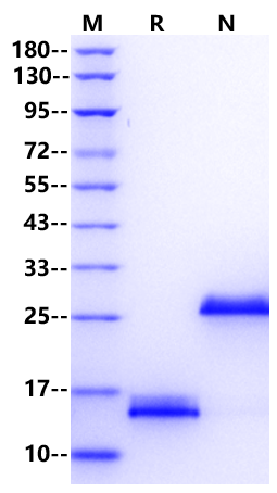 GDF-6/BMP-13 Protein, Human