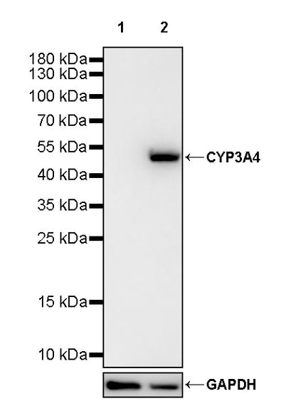 CYP3A4 Recombinant Rabbit mAb (S-2281-146)