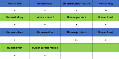 Transferrin Receptor Recombinant Rabbit mAb (S-4791)