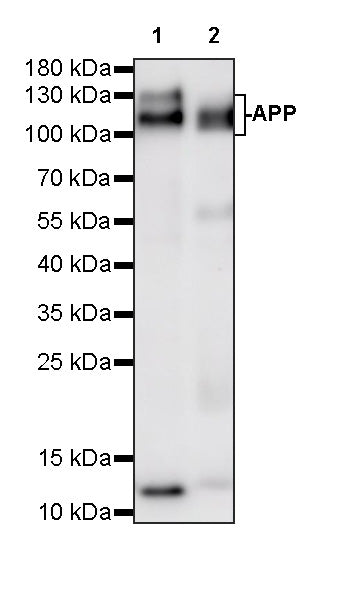 APP Recombinant Rabbit mAb