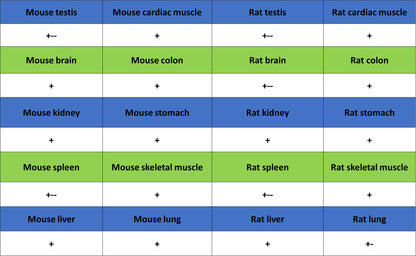VDAC1 Recombinant Rabbit mAb (S-5314)