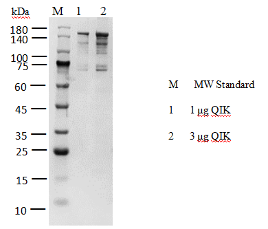 SIK2 GST&Strep II Tag Protein, Human