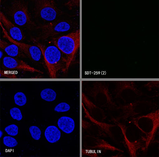 S-RMab® IDO1/Indoleamine 2,3-dioxygenase Recombinant Rabbit mAb (S-259-62)