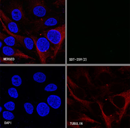 S-RMab® IDO1/Indoleamine 2,3-dioxygenase Recombinant Rabbit mAb (S-259-62)