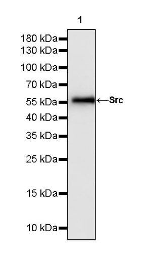 Src Recombinant Rabbit mAb (S-1181-16)