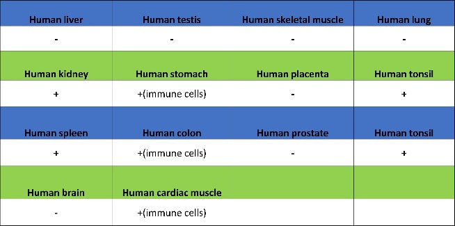 PLCγ2 Recombinant Rabbit mAb (S-2749-14)