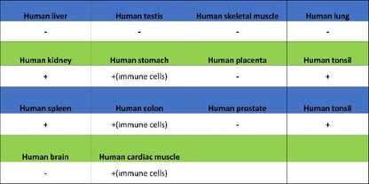 PLCγ2 Recombinant Rabbit mAb (S-2749-14)