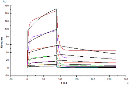 Ephrin-B2 Fc Chimera Protein, Human
