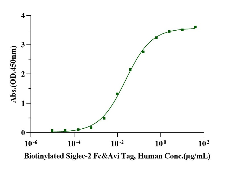 Biotinylated Siglec-2/CD22 Fc&Avi Tag Protein, Human