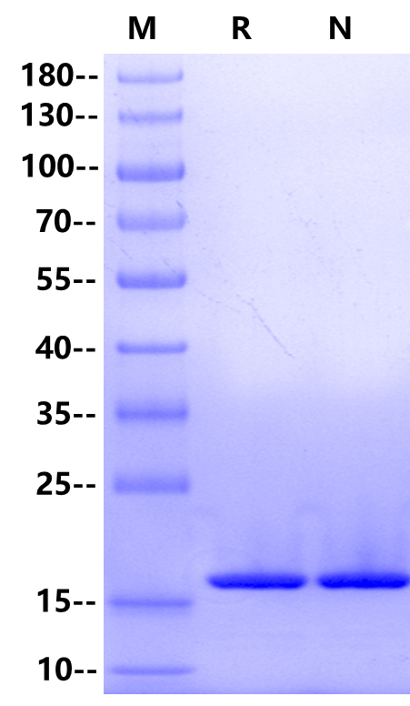 FGF-basic(155aa) Protein, Salmon