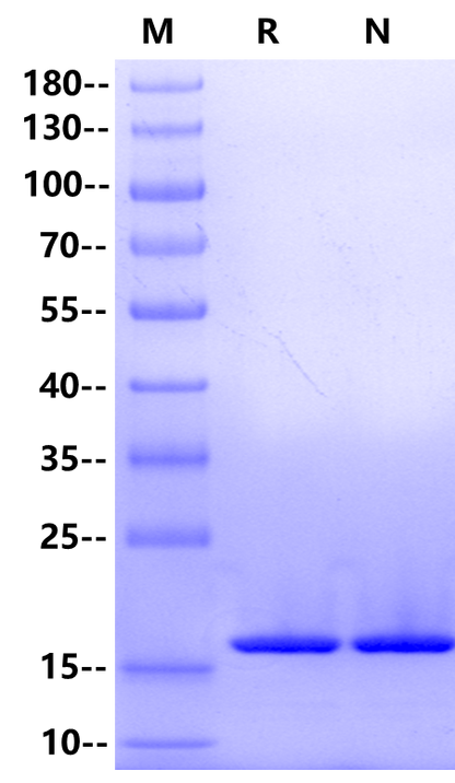 FGF-basic(155aa) Protein, Salmon