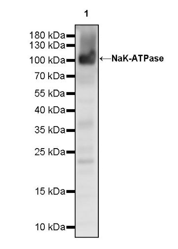 NaK-ATPase Recombinant Rabbit mAb (S-1373-39)