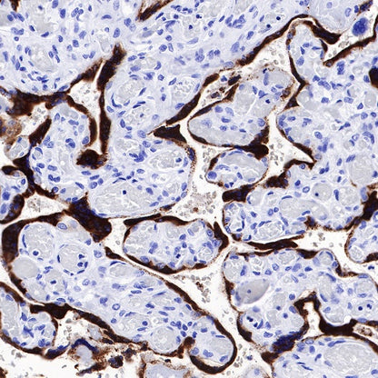 Placental lactogen Recombinant Rabbit mAb (S-454-142)