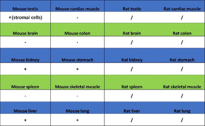 Catalase Recombinant Rabbit mAb (S-1925-3)