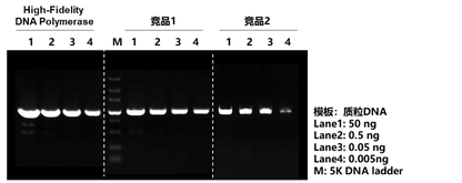 High-Fidelity DNA Polymerase Kit