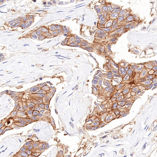 CD46 Recombinant Rabbit mAb (S-668-119)