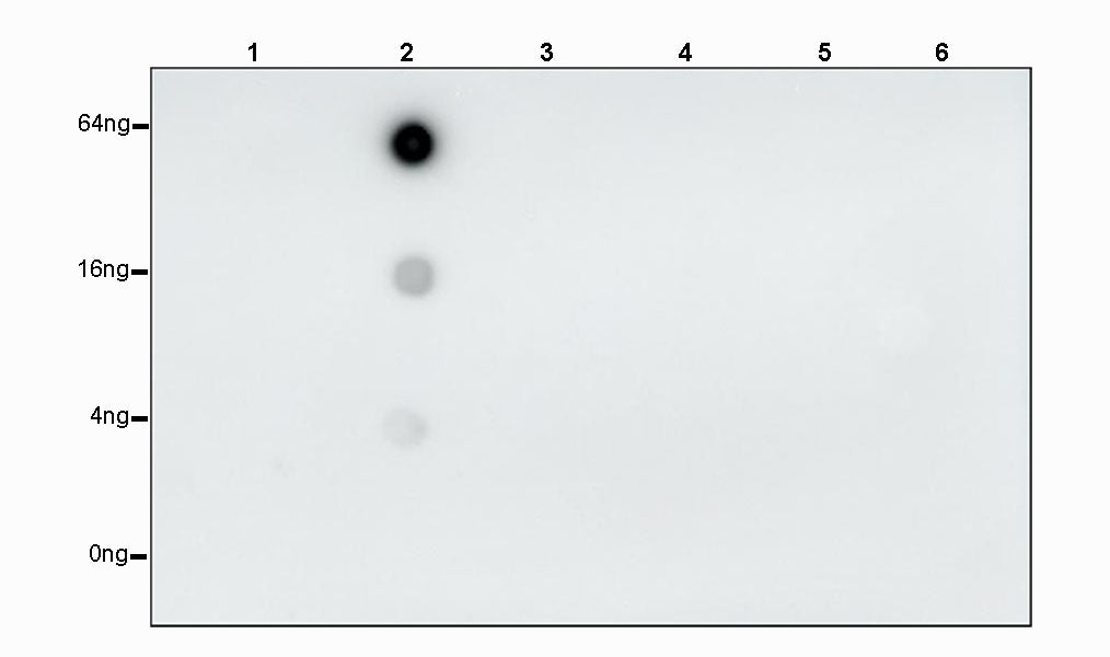 Phosphothreonine Recombinant Rabbit mAb (S-4181-29)