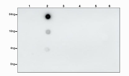 Phosphothreonine Recombinant Rabbit mAb (S-4181-29)