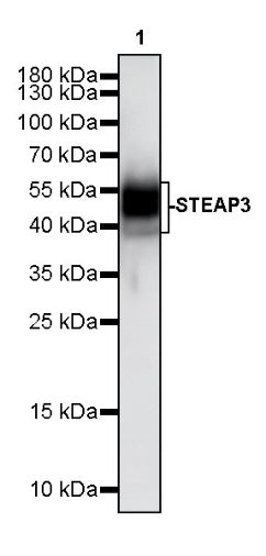 STEAP3 Recombinant Rabbit mAb (S-4466-26)