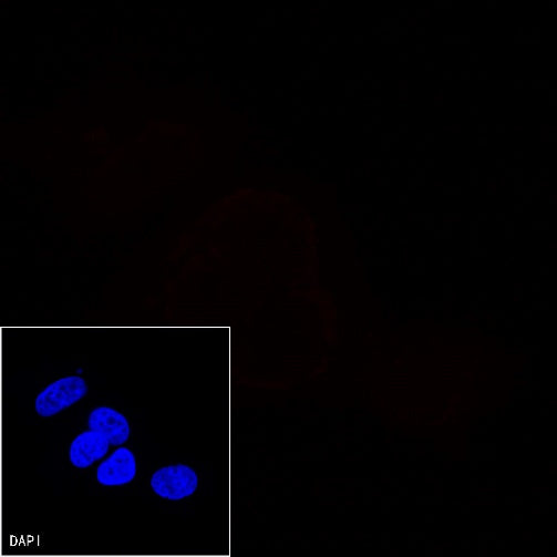 CD45 Recombinant Rabbit mAb (Alexa Fluor® 555 Conjugate) (S-R035)