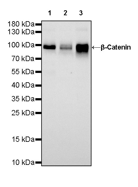 β-Catenin Recombinant Rabbit mAb,PBS Only (SDT-336-23)