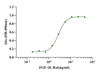 FGF-18 Protein, Rat