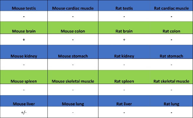 CaMKII alpha Recombinant Rabbit mAb (S-2451-54)