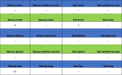CaMKII alpha Recombinant Rabbit mAb (S-2451-54)