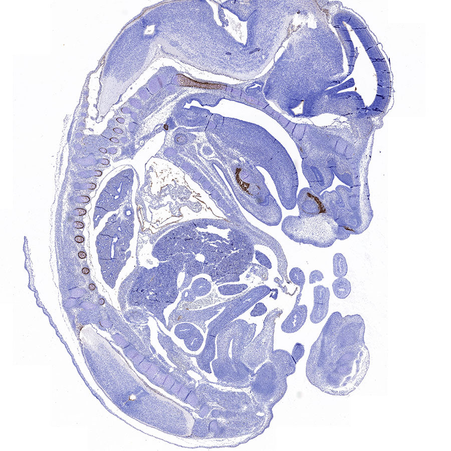 BSP II Recombinant Rabbit mAb (SDT-3508-1)