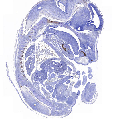 BSP II Recombinant Rabbit mAb (SDT-3508-1)
