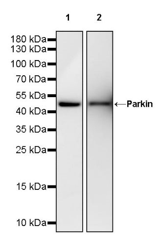 Parkin Rabbit Polyclonal Antibody