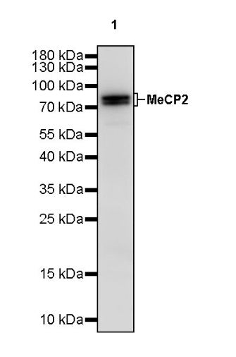 MeCP2 Recombinant Rabbit mAb (S-1884-28)
