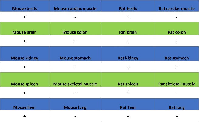 PRDM1/Blimp1 Recombinant Rabbit mAb (S-1972-3)