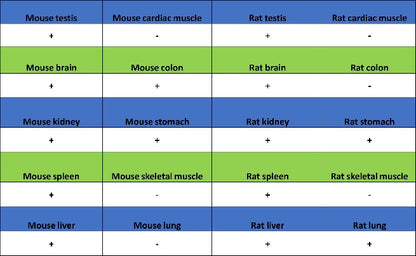 PRDM1/Blimp1 Recombinant Rabbit mAb (S-1972-3)