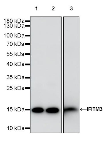 IFITM3 Rabbit Polyclonal Antibody