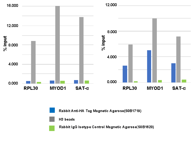 Rabbit Anti-HA Tag Magnetic Agarose