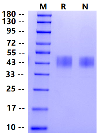 Biotinylated TROP2/TACSTD2 His&Avi Tag Protein, Human