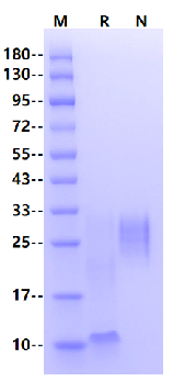 Biotinylated TSLP His&Avi Tag Protein, Human