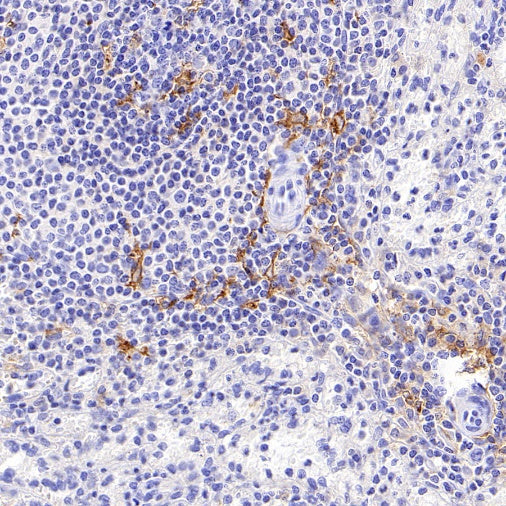 Lymphocyte antigen 75/CD205 Recombinant Rabbit mAb (S-2707-25)