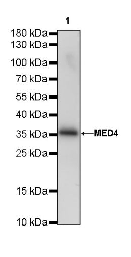 MED4 Recombinant Rabbit mAb (S-R258)