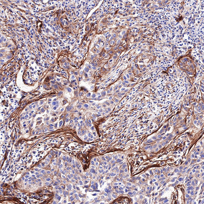 S-RMab®B7-H3/CD276 Recombinant Rabbit mAb (SDT-R158)