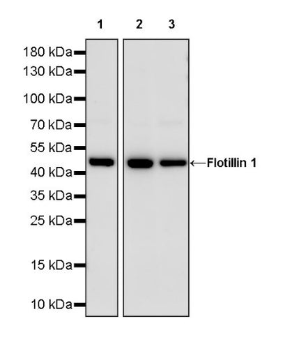 Flotillin 1 Rabbit Polyclonal Antibody